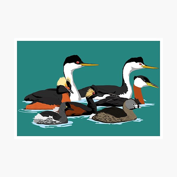 Grebes of North America (no text) Photographic Print