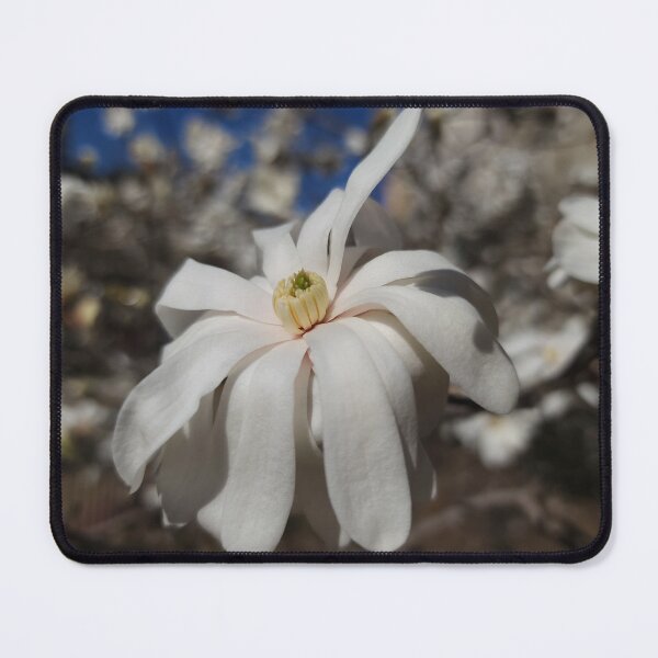 Item preview, Single White Magnolia Blossom designed and sold by Jeanne Kramer-Smyth.