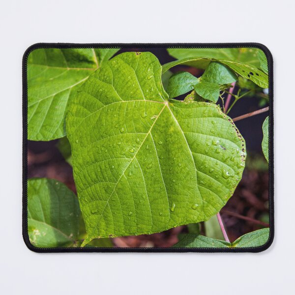 Item preview, Lucious Green Leaves with droplets designed and sold by Michael Cherne.