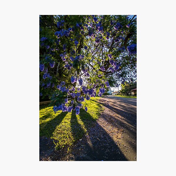 Item preview, Jacaranda Time designed and sold by Michael Cherne.