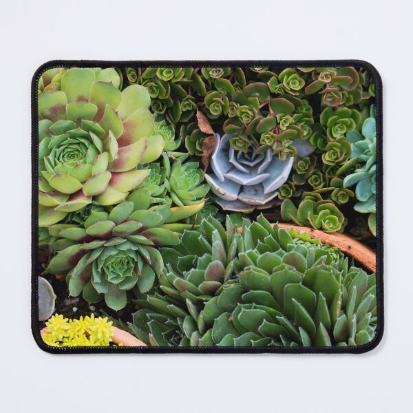 Item preview, Succulent Bowl designed and sold by OhSnapPhoto.