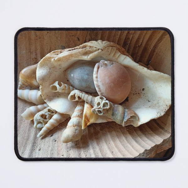 Item preview, seashell collection designed and sold by vibeno1.
