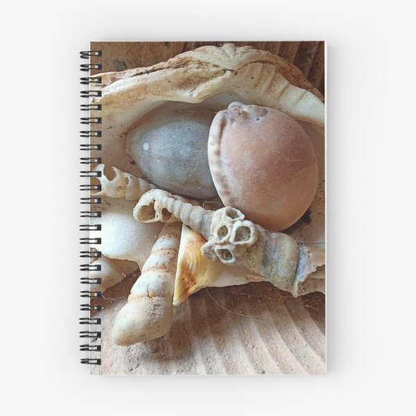 Item preview, seashell collection designed and sold by vibeno1.