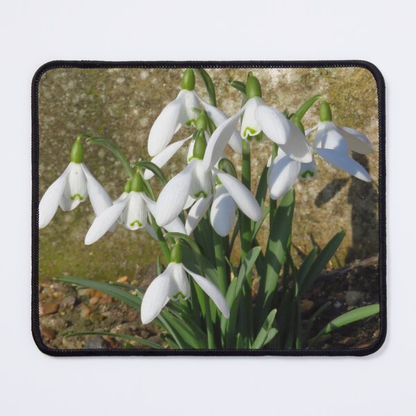 Item preview, A Clump of Snowdrops designed and sold by wiggyofipswich.