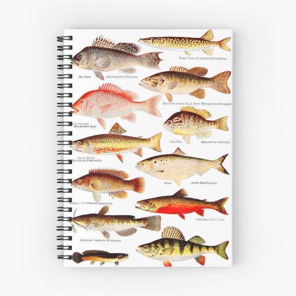 Item preview, Lubina, Pargo rojo, Trucha de arroyo, Burgall, Bullhead designed and sold by Chic-Astral-Ca.