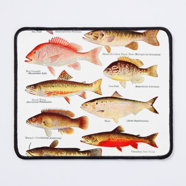 Item preview, Sea Bass, Red Snapper, Brook Trout, Burgall, Bullhead designed and sold by Chic-Astral-Ca.