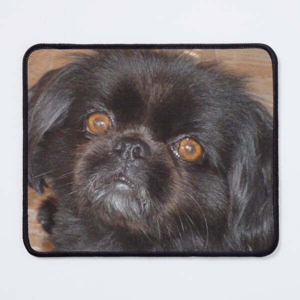Item preview, Adorable Black Pekingese Dog Face Photo Print designed and sold by GalleryNora.