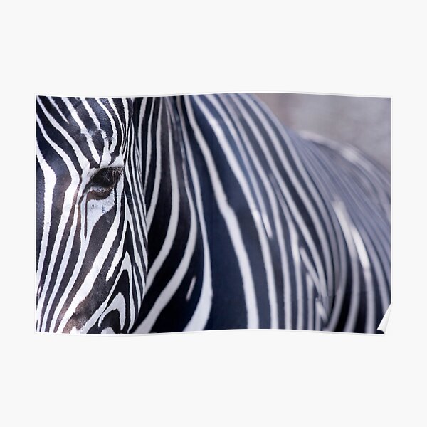 Beperken opladen onderwijs Zebra" Poster for Sale by salamandaz | Redbubble