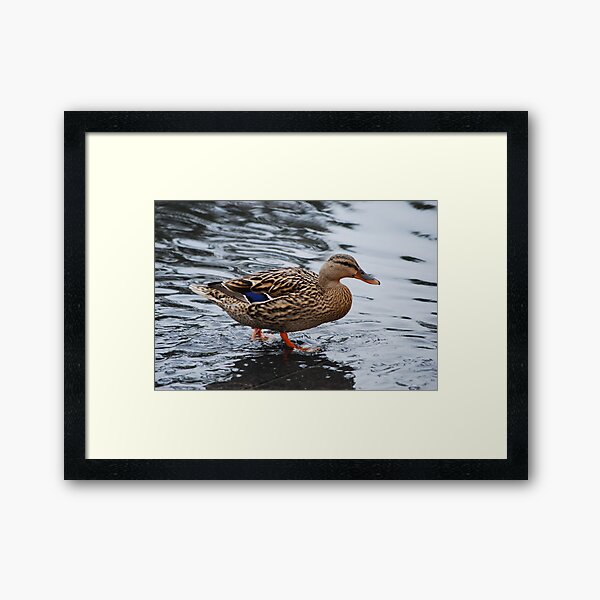 Mallard Framed Art Print