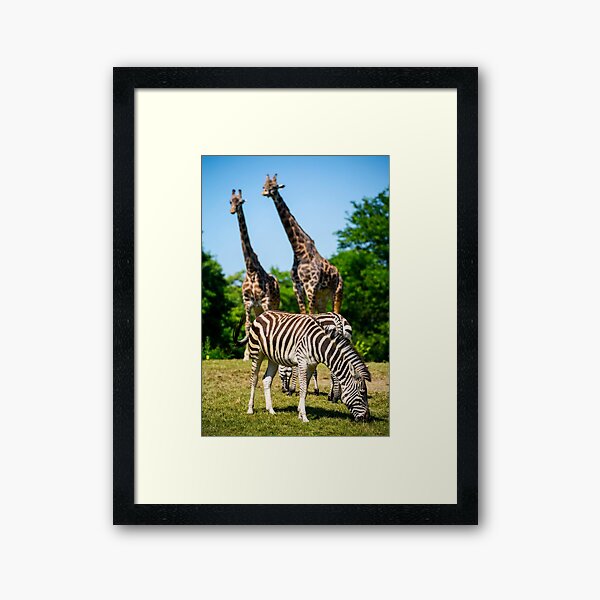 zebra and giraffe Framed Art Print