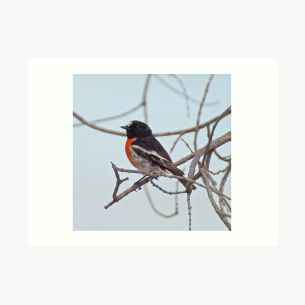 ROBIN ~ Scarlet Robin by David Irwin ~ WO Art Print