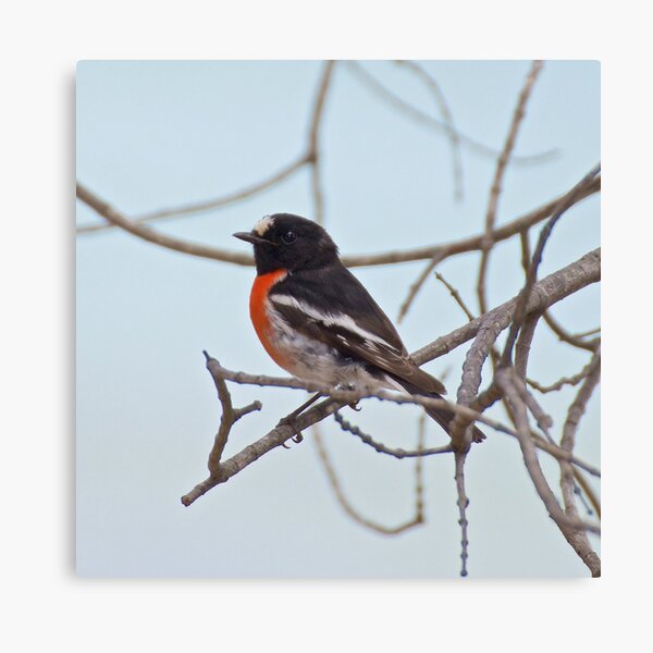 ROBIN ~ Scarlet Robin 92o8E55N by David Irwin ~ WO Canvas Print