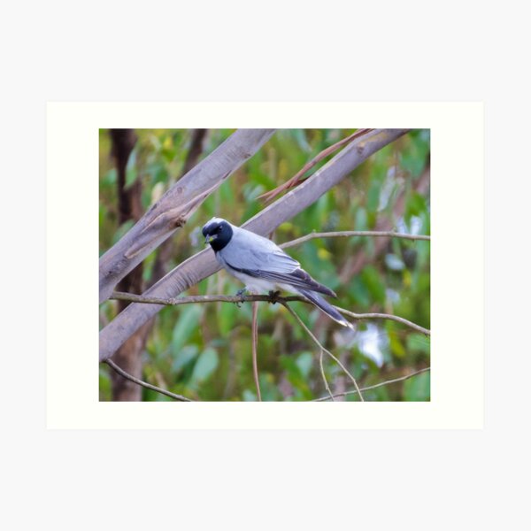 CUCKOOSHRIKE ~ Black-faced Cuckooshrike by David Irwin Art Print