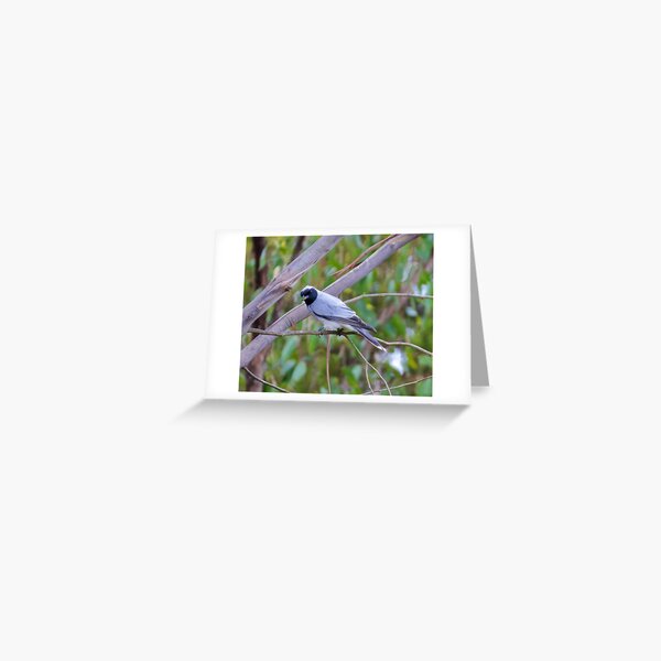 CUCKOOSHRIKE ~ Black-faced Cuckooshrike KVXLBUMP by David Irwin Greeting Card