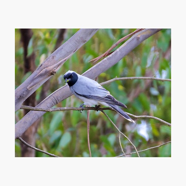 CUCKOOSHRIKE ~ Black-faced Cuckooshrike KVXLBUMP by David Irwin Photographic Print