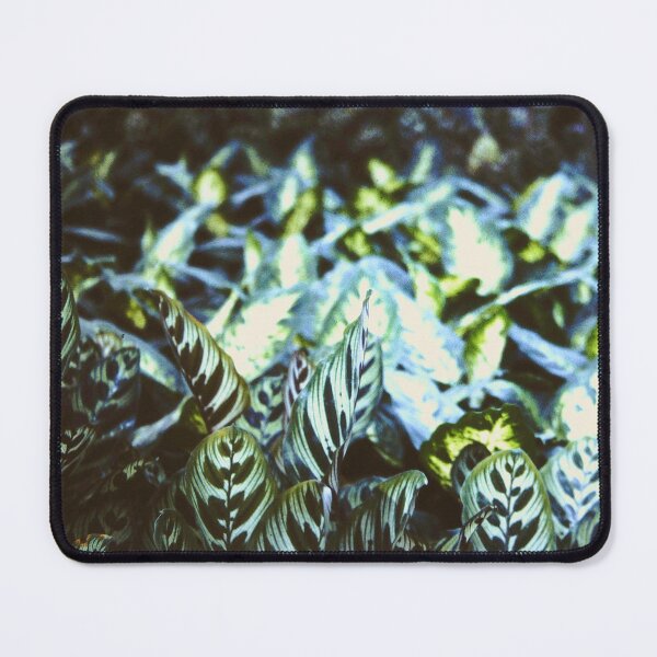 Item preview, Calathea makoyana designed and sold by michelofya.