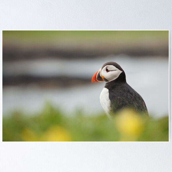 Item preview, Atlantic Puffin designed and sold by heidipics.