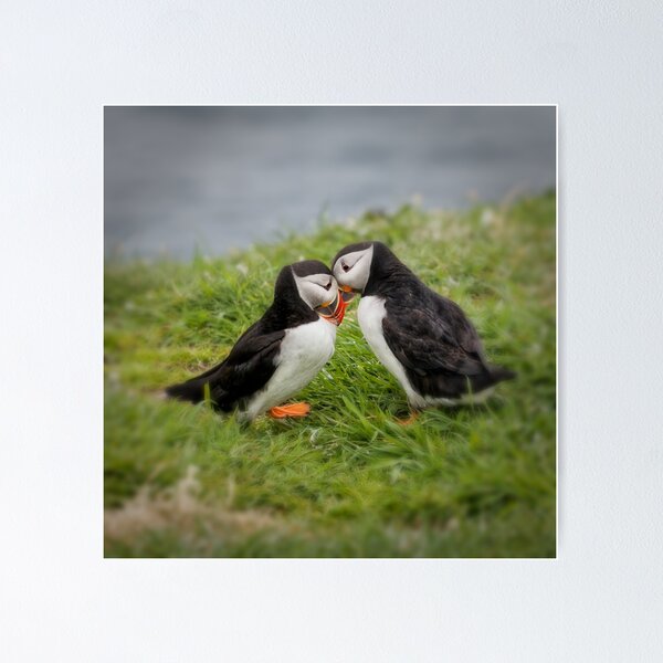 Item preview, Two Puffins In Love designed and sold by heidipics.