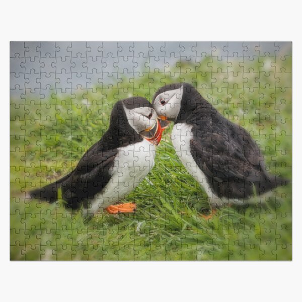 Item preview, Two Puffins In Love designed and sold by heidipics.