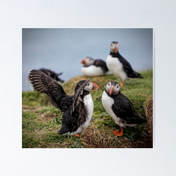 Item preview, Two Puffins Displaying designed and sold by heidipics.
