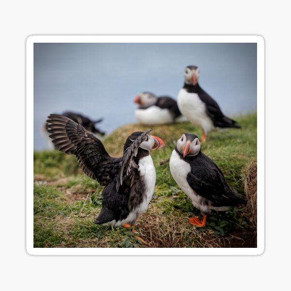 Item preview, Two Puffins Displaying designed and sold by heidipics.