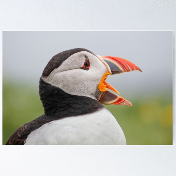 Item preview, Puffin Calling designed and sold by heidipics.