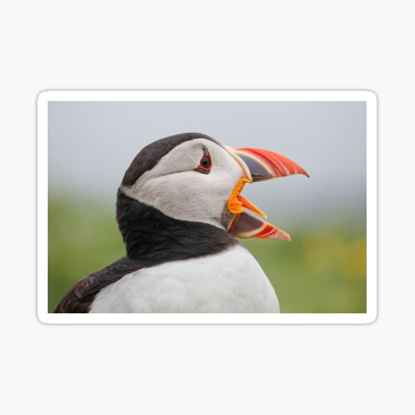 Item preview, Puffin Calling designed and sold by heidipics.