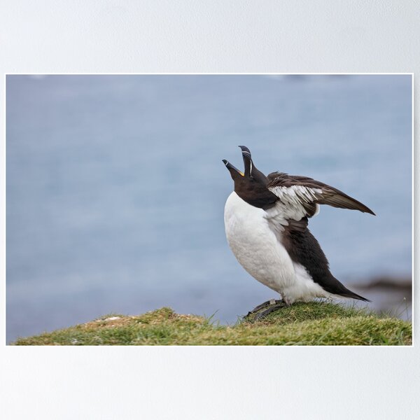 Item preview, Razorbill designed and sold by heidipics.