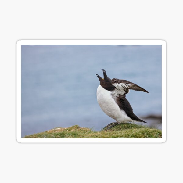 Item preview, Razorbill designed and sold by heidipics.