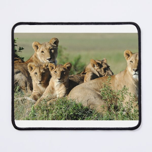 Item preview, Mother lions and cubs. designed and sold by Streetsigns1957.