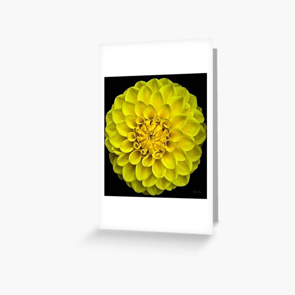 Yellow Dahlia Greeting Card