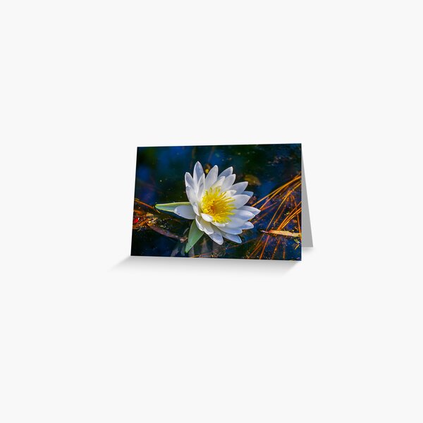 White Waterlily Greeting Card