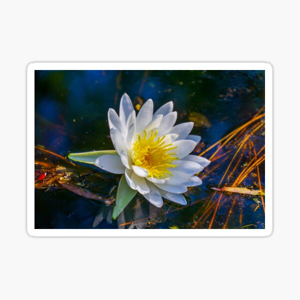 White Waterlily Sticker