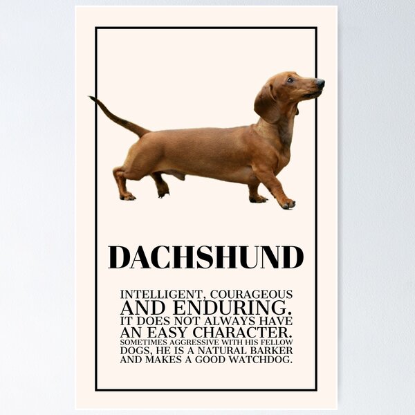 Description of Dachshund Dog, Cute Dog Interior Decoration Poster