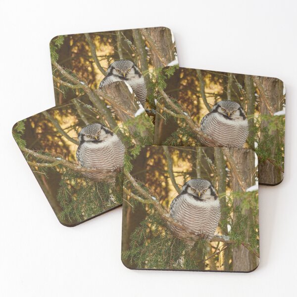 Item preview, Northern hawk-owl in the evening light designed and sold by Jouko Lehto Photography.