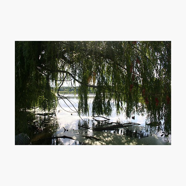 Lake behind the trees Photographic Print