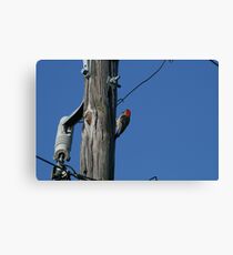 Little Hole Maker Canvas Print