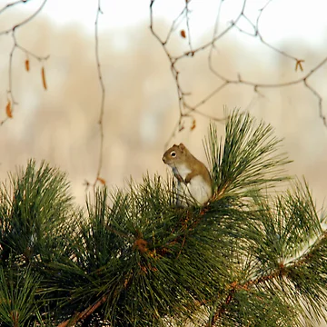 Artwork thumbnail, Up a Tree by Shelby Stalnaker Bortone