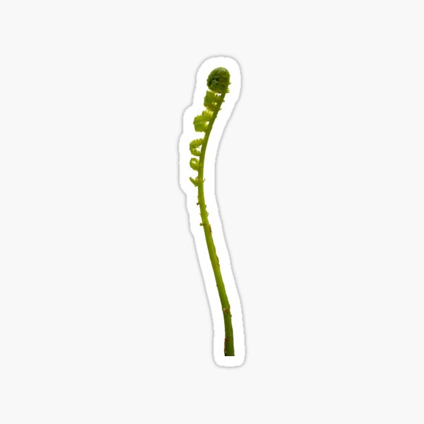 Item preview, Fern frond unfurling designed and sold by KRFNatureGifts.