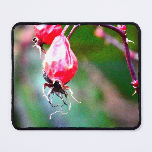 Item preview, Wild rosehips designed and sold by angel1.