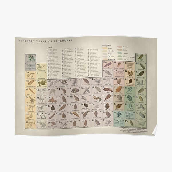 Periodic Table of Pinecones Poster Poster