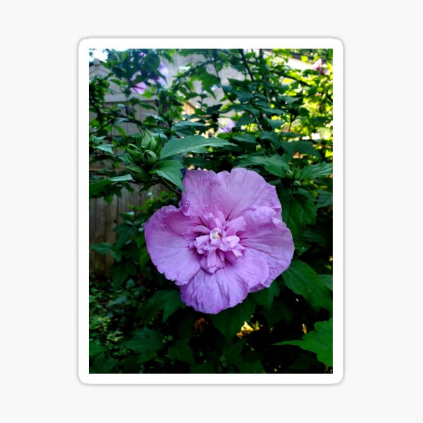 Rose of Sharon Hibiscus Sticker