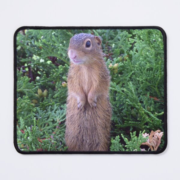 Item preview, Stripped Gopher By Brandon Cable  designed and sold by BrandonArtWorld.