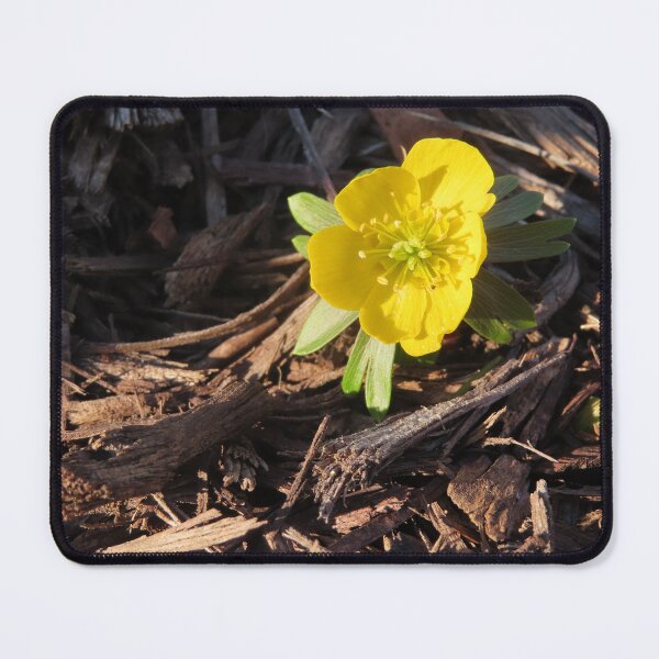 Item preview, Winter Aconite Flower designed and sold by Kathleen Brant.