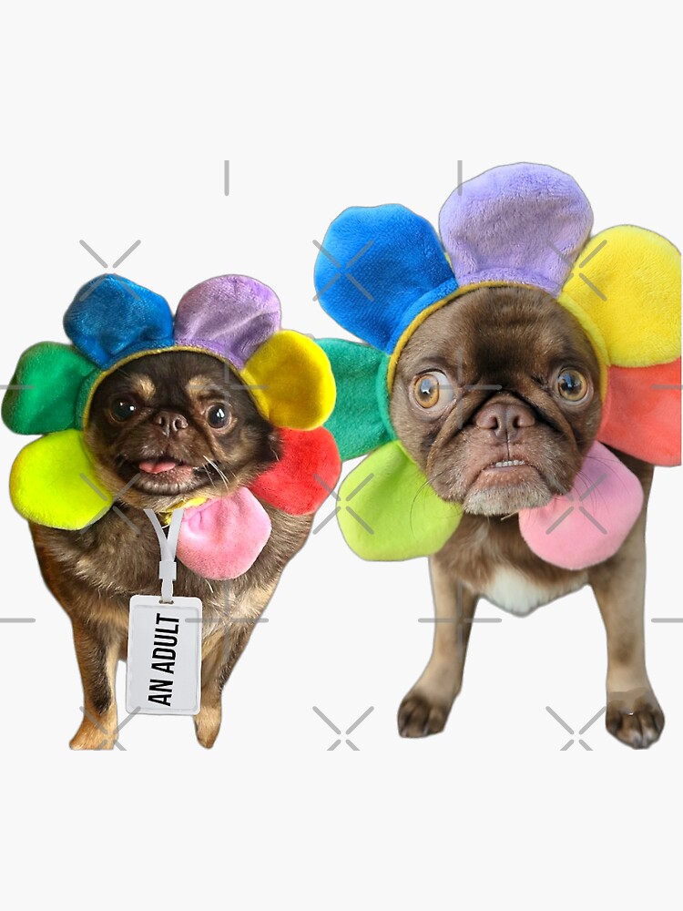 "Chilli and Teddy" Sticker for Sale by ChilliThePug Redbubble