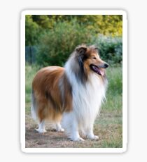 rough collie full fifth Sticker