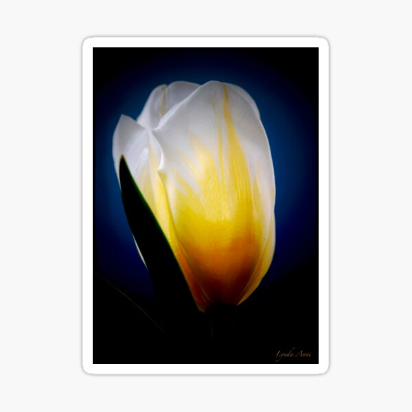 White And Yellow Tulip 1 Sticker