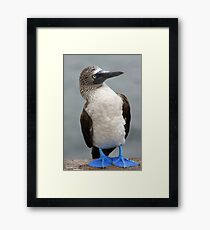 Blue Footed Booby Framed Print
