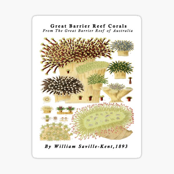 Artikel-Vorschau von Korallen des Great Barrier Reef vom Great Barrier Reef in Australien von William Saville Kent, das Great Barrier Reef in Australien,, designt und verkauft von Tamas Das.