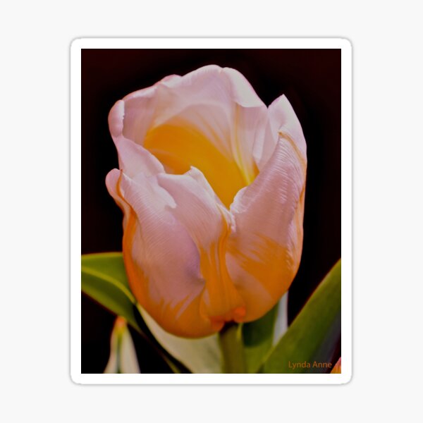 White And Yellow Tulip 2 Sticker